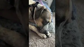 Dog chewing on a bone ASMR