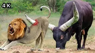 scary!!  buffalo crush tiger to death, deer vs cheetah, crocodile, monkey, kudu