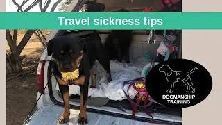Dog Travel Sickness Tips!