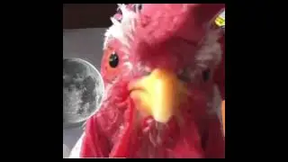 Chicken has Soul. 🐓 #shorts #short #chicken #soul