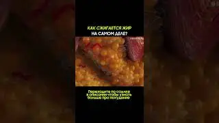 КАК НА САМОМ ДЕЛЕ СЖИГАЕТСЯ ЖИР? #питание #похудение #каксброситьвес