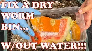How To Fix A Dry Worm Bin Without Adding Water + New Inoculating Tray Added | Vermicompost Worm Farm