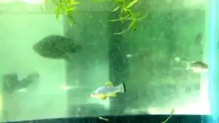 Cyprinodon nazas sp Guatimape