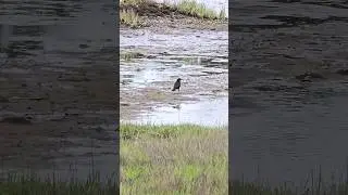 BIRDS - a Fish Crow Hunting