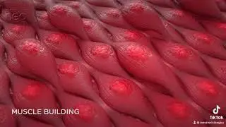 Emsculpt neo!! Reduce fat, build muscle