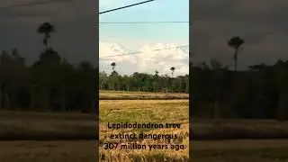 Lepidodendron tree extinct dangerous 307 million years ago