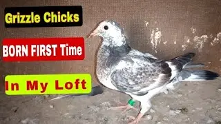 Surprise! Grizzle Chicks Born First In My Loft | Grizzle Racer Piegon | STAR LOFT