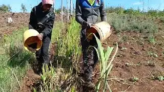 How to fertilize Super Napier Grass/Step by step