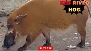 Rare Encounter: Exploring the Habitat of Red River Hogs