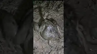 frog trap