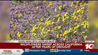 GOOD NEWS: Wildflowers sweep across California after years of drought
