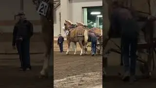 This team is so big. #horse #pulls #michiganstateuniversity #belgian #drafthorses
