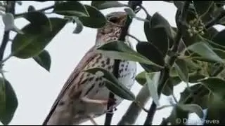 لعشاق طير السمن اسمعو هذه المعزوفه الرائعه