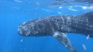 Isla Holbox - 2022