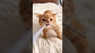Classic Orange Cat Behavior 😂