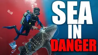 Plastic in Our Oceans: A Silent Killer for Sea Life & Humanity 🌊🚫 #socialawareness