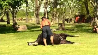 DOMA  DE CAVALOS, SISTEMA &Iacute;NDIGENO
