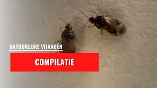 Compilatie Microscoopbeelden 1 | Natuurlijke vijanden