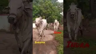 Bheema Indra Rk Bulls