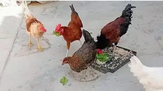 Young chicken roosters & hens eating Spinach in the morning 🐓🐔 #birds 