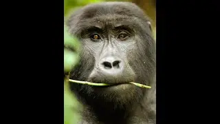 Uganda Gorilla Safari with Nature Responsible Safari Uganda