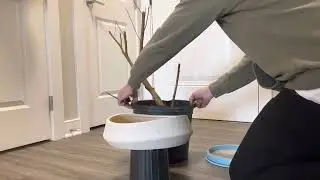 Ep. 34 of Taco Bonsai. River birch impulse buy
