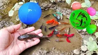Menangkap ikan cupang warna warni, Dapat banyak ikan ikan kecil di kolam, anak kura kura, ikan lele,