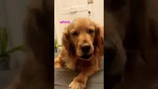 Он всегда сомневается в том, что мы прячем его лакомства 😂😂 #youtubeshorts #dogshorts #pets #dog ...