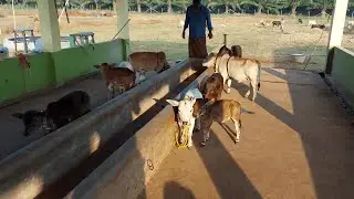 Worlds shortest Miniature Punganuru cows in our farm..mini cows #dwarf #punganuru #shortbreed