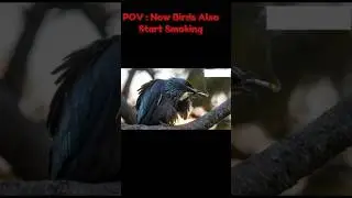 POV : Now Birds Also Start Smoking | #shorts #ai #birds #smoking #cigarette #dangerous #smokersigma