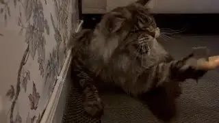 Brushing All My Pets! Who Loves It&hellip; and Who HATES It?!