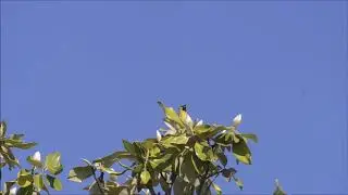 orchard oriole song 05 01 18