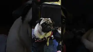 Tuje Dekhun To Mera Din ban jata hai #pug #puglife #pugpower #pugworld #pugpuppy #pugpuppies
