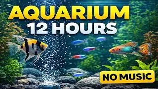 12 HOURS AQUARIUM 🐠 Fish Tank Screensaver 4K  NO MUSIC  Relax &bull; Study &bull; Sleep