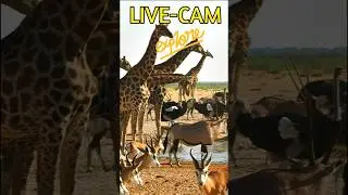 WILDLIFE ACTION at the Waterhole in STUNNING 4K