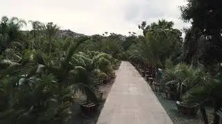 Moon Valley Nurseries Palm Paradise