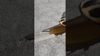 #snail