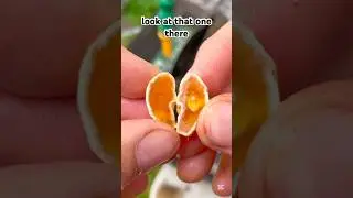 Orange Rocks‼️