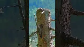 Three Minutes at the Flicker Tree #birds #flicker #nature #shorts  #wildlife