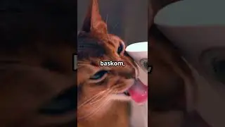Kucing Ini Nggak Takut Air, Malah Ketagihan Main! 💦😹#kucinglucu #youtubeshorts #cat#kucing #trending
