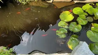 Tea For Two Billion Teaser August 16th 2025 - Medicinal Herb Garden Tour