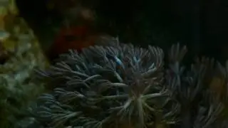 Acuario 11 de Diciembre 2016