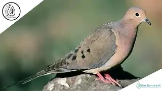 VOZ Y CANTO Huilota Com&uacute;n (Zenaida macroura) Mourning Dove 