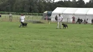 search dog demo in the working dog ring at the game fair