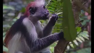 ZANZIBAR RED COLOBUS MONKEYS