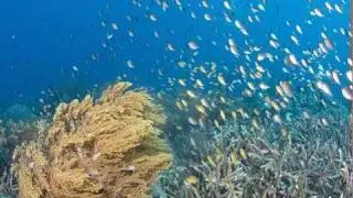 Earth Expeditions: Raja Ampat