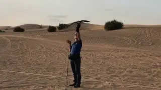 🇦🇪 United Arab Emirates - Dubai Desert Falcon Show