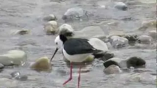 Pied Stilts Feeding