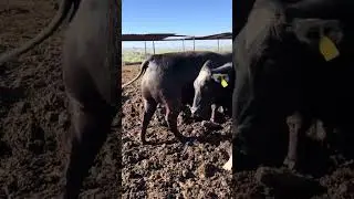 Can you tell the difference? #vet #dairy #beef #bulls #cows #animals #cow #bull #veterinarian