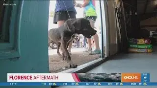 40 pets saved from powerless shelters in North Carolina